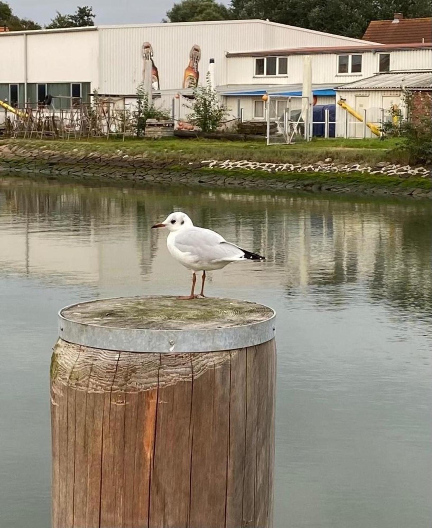 Strandkorb Buesum Exklusiv,Hafennaehe Exterior foto